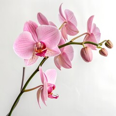 Orchid Pink