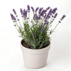 Fototapeta premium Lavender Pot