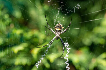 Close up view of an Argiope argentata or Silver Argiope Spider in Cordoba Province, Argentina