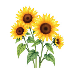 Obraz premium ilustration sunflower watercolour