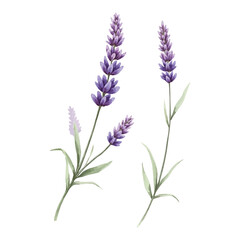 Naklejka premium purple lavender water colour