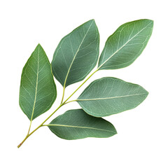 Obraz premium Fresh bay leaves on a green stem isolated on a white background, transparent background, cutout PNG