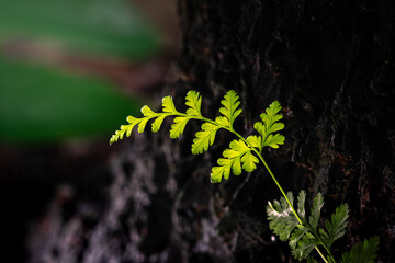 A Fern sprouting from a tree stump
