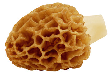 Morel mushroom, Gyromitra isolated on white background, full depth of field
