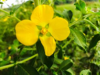 Naklejka premium yellow flowers