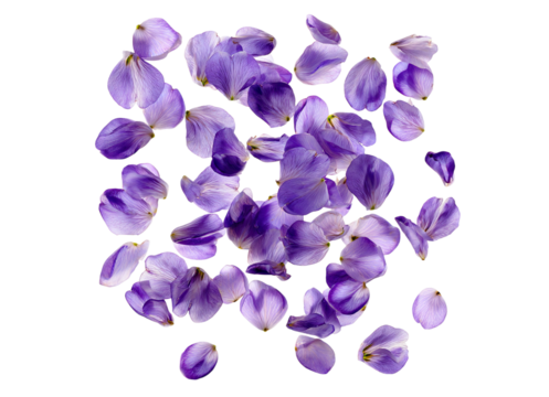 Lavender Petals floating