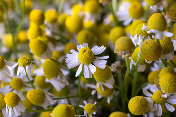 photo of field chamomile