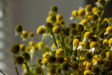 photo of field chamomile
