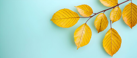 Obraz premium Autumnal Yellow Leaves On Light Teal Background