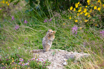 An adorable arctic ground squirrel surrounded by wildflowers in Denali National Park has a mouthful of grass for nest building.