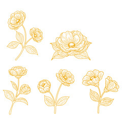 Set of Elegant Botanical Flower Line Art. Vintage Floral Vector Illustration in Monoline Style