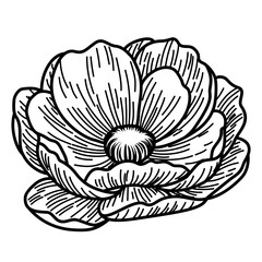 Hand-Drawn Blooming Flower Vector. Black and White Botanical Line Art Illustration
