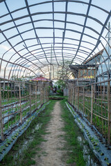 Rustic Bamboo Greenhouse Path