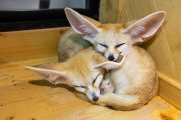 Sleeping Fennec Foxes on Wooden Floor
