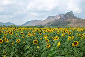 Fototapeta premium Sunflower Field with Mountain View