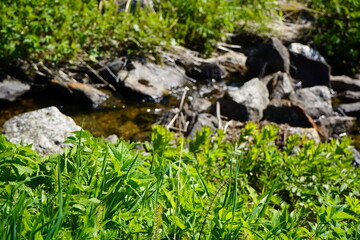 mountain scenery and a deep blue fjord. Snow still lingers on the high peaks, creating a striking contrast to the vibrant greenery of late spring.