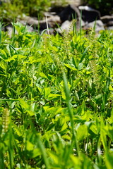 mountain scenery and a deep blue fjord. Snow still lingers on the high peaks, creating a striking contrast to the vibrant greenery of late spring.