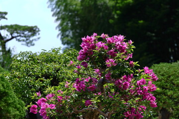 Obraz premium 南国らしさあふれる花