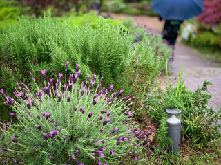 French lavender flowers and rosemary at herb garden in rain