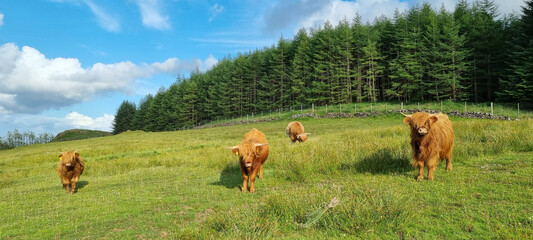 Four Highland cows roam a lush green meadow beside a pine forest under a bright blue sky with...