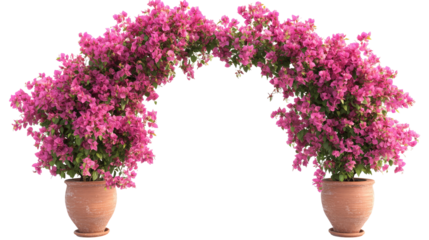 Arch of Pink Bougainvillea in Pots Isolated on Transparent Background

