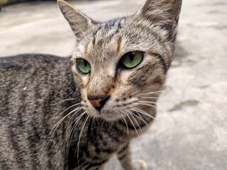 close up of a cat