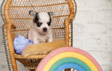 chihuahua puppy in a basket