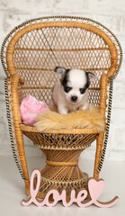 Chihuahua Puppy in a basket