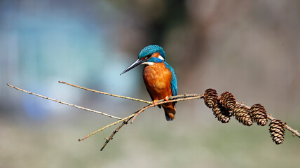 Male kingfisher perched on a branch with pine cones