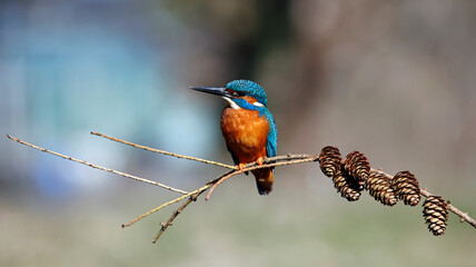 Male kingfisher perched on a branch with pine cones