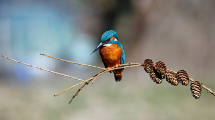 Male kingfisher perched on a branch with pine cones