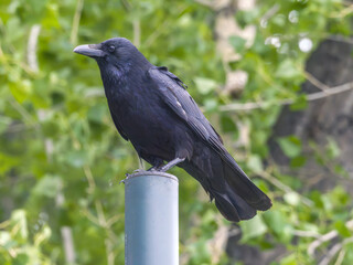 Black crow perching on a pole, close-up