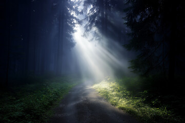 Obraz premium Sunlight Reveals Winding Trail Through Forest Fog