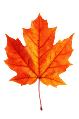 Obraz premium Stunning close-up of a vibrant red and orange maple leaf against a black backdrop.