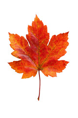 Fototapeta premium a stunning macro shot of a vibrant red and orange maple leaf in the autumn.