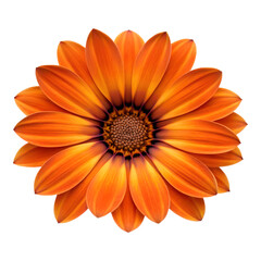 Orange flower isolated on transparent background