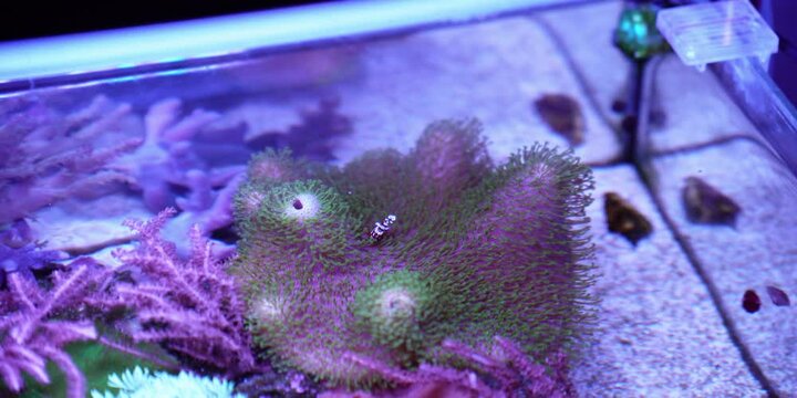 Saltwater aquarium, reef tank 