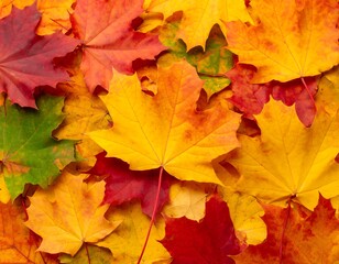 Fototapeta premium Autumn leaves in vibrant colors