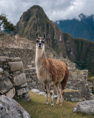  llama standing in Machu Picchu ruins
