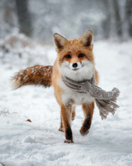 a fox playing in snow with scarf
