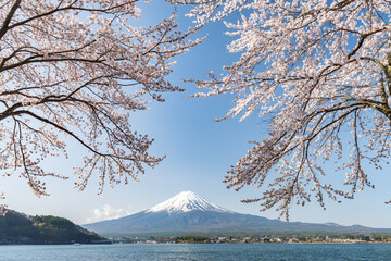 Cherry blossom trees at the shore of Lake Kawaguchi with Mount Fuji in the background, Yamanashi Prefecture, Japan