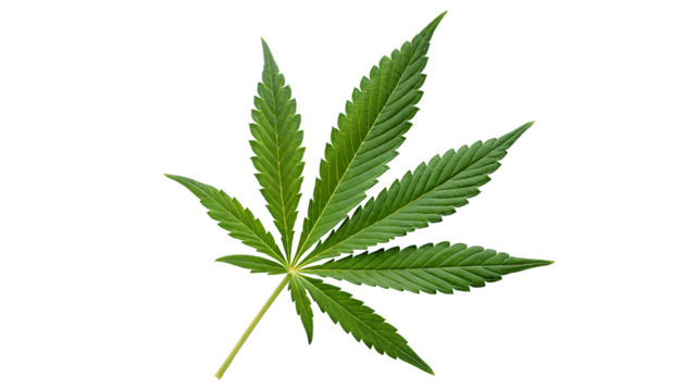 A single cannabis leaf with seven points isolated on a white background in a studio setting view from above