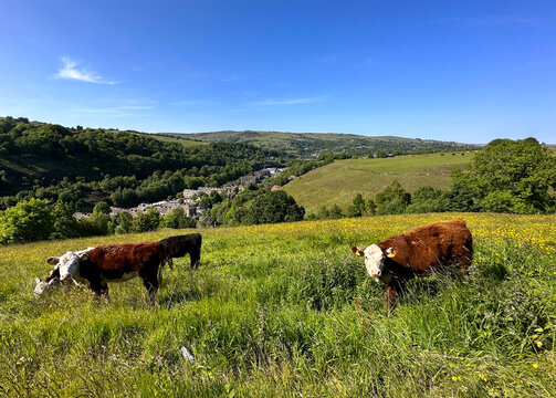 Cows graze peacefully in a lush green field with a scenic view of hills and trees under a clear blue sky. A small town nestled in the valley is visible in the background near, Todmorden, Yorkshire, UK