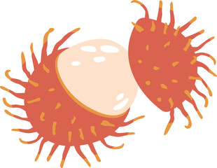 Rambutan tropical fruit vector illustration
