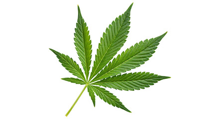 Close up of a single green cannabis leaf with pointed edges on a white background studio shot image art