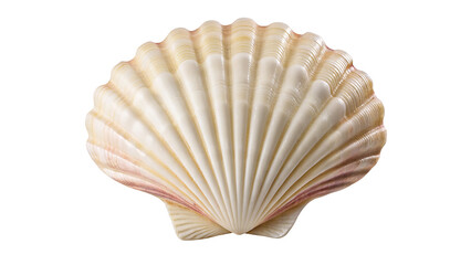 A close up of a scallop shell with ridges on a white background in a studio setting with soft lighting