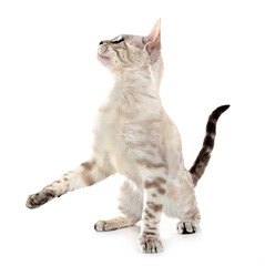 bengal kitten in studio