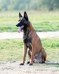 training of belgian shepherd