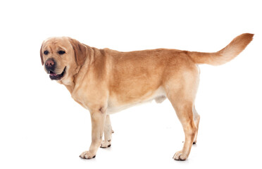 adult labrador retriever