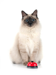 siberian cat and bell in studio